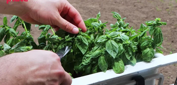 Harvest basil: Carefully cut basil stalks, leaving enough for regrowth. Wash and thoroughly dry basil leaves on paper towels to remove water and check for insects.