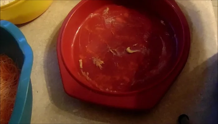 Add a thin layer of the prepared phyllo dough to the bottom of the tray and press it firmly using another tray or similar object to ensure even spreading.