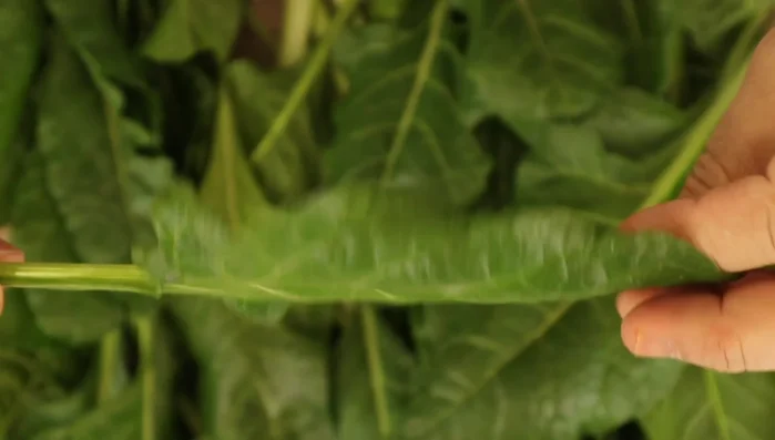 Prepare the Swiss chard: Separate the leaves from the stems. Chop the stems into small slices, like celery. Stack the leaves, roll them tightly, and slice them into thin ribbons.