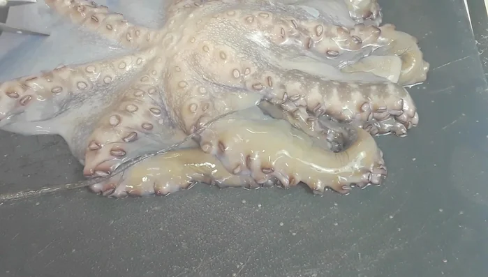Cut the octopus tentacles: Cut the octopus tentacles into manageable pieces using scissors.